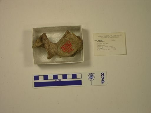 Mylodon harlani