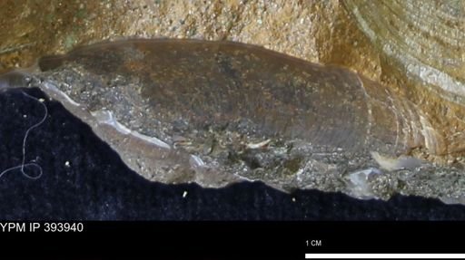 undet. Mollusca
