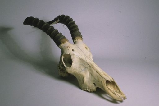 Damaliscus lunatus