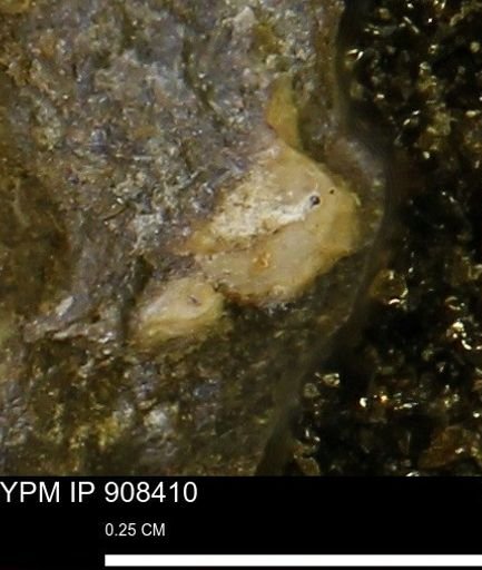 undet. Mollusca
