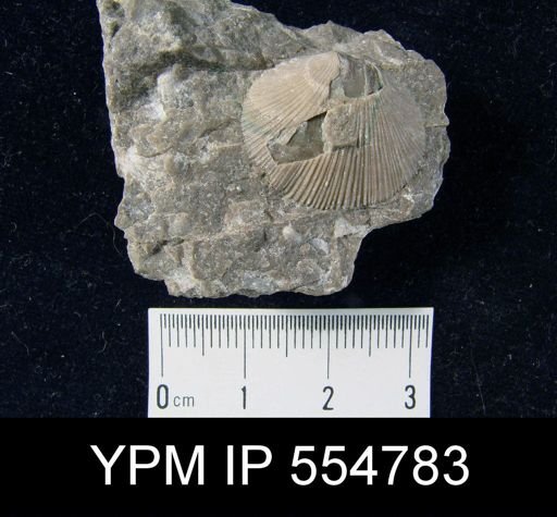 Rhipidomella uberis