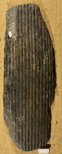 Sigillaria elongata