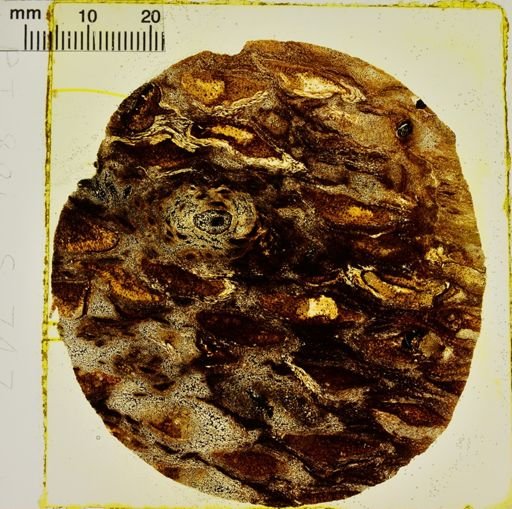Cycadeoidea microphylla