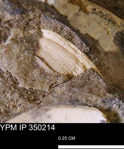 undet. Bivalvia