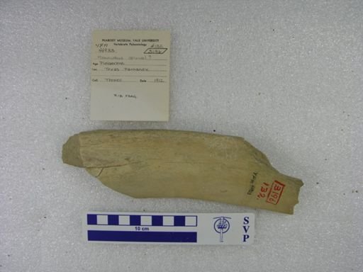 Mammuthus columbi