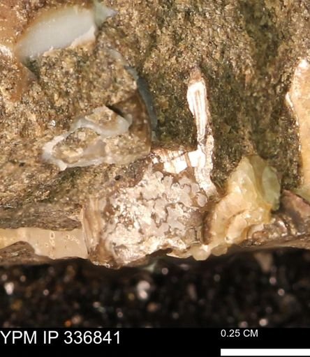 undet. Ammonoidea