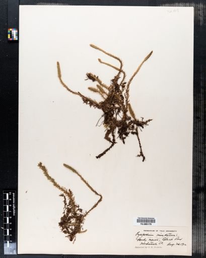 Lycopodium