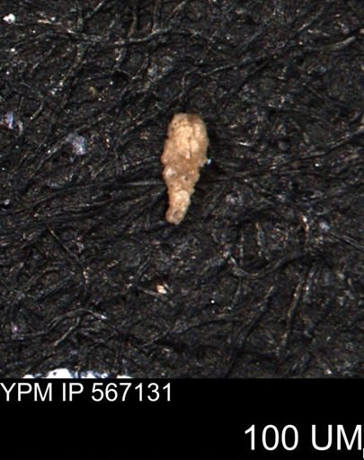 Verneuilina canadensis