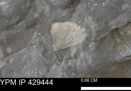 Devonochonetes scitulus