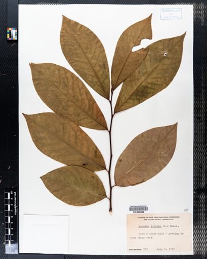 Asimina triloba