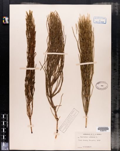 Equisetum arvense