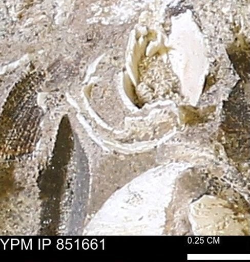 Limopsis striatopunctatus