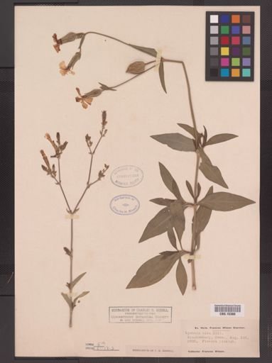 Lychnis alba