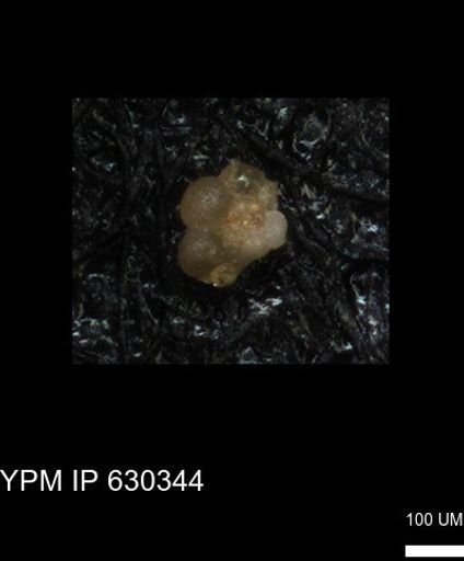 undet. Foraminiferida