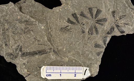 Sphenophyllum sp.
