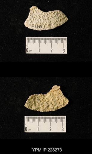 Juresania ovalis