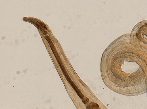 Spironoura affine