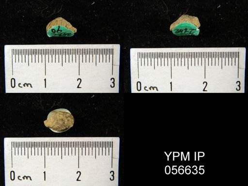 Camarotoechia transversa