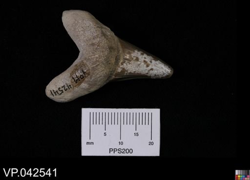 Cretoxyrhina sp.