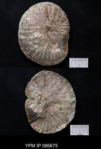 Discoscaphites gulosus