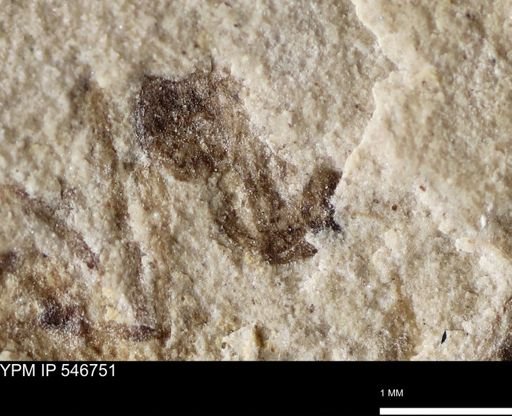 undet. Insecta