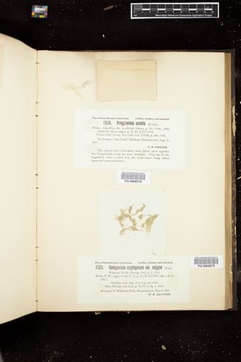 Pringsheimia scutata