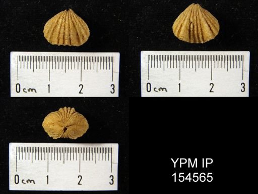 Rhynchotrema inaequivalis