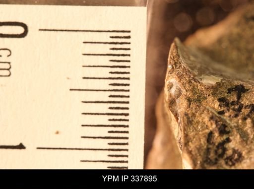 undet. Bivalvia