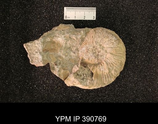 Prionocyclus hyatti?