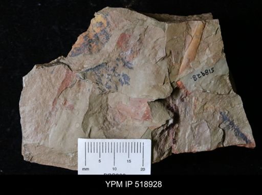 undet. Trilobita