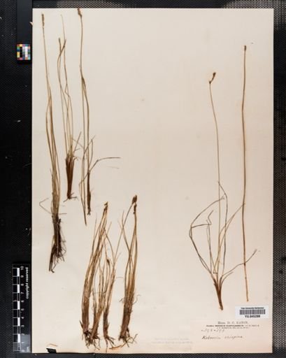 Kobresia