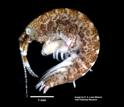 Ampithoe valida