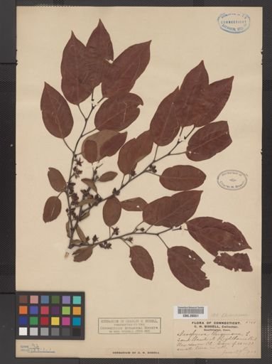 Plantae
