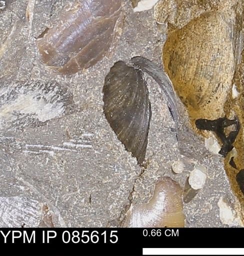 Echinoconchus semipunctatus