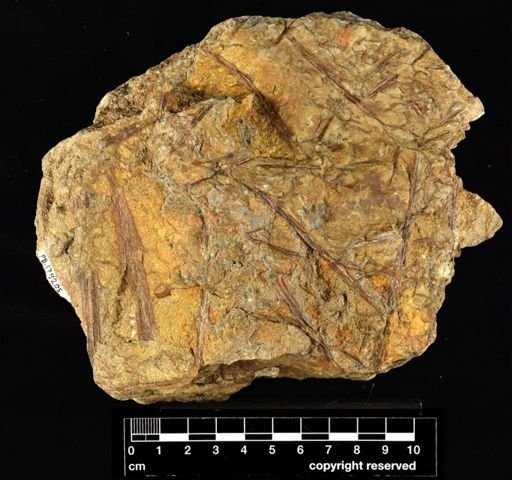 Pertica