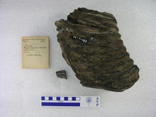 Mammuthus sp.