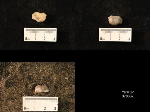 Marginifera wabashensis