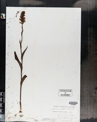 Habenaria