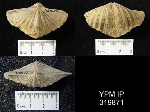 Spirifer cameratus