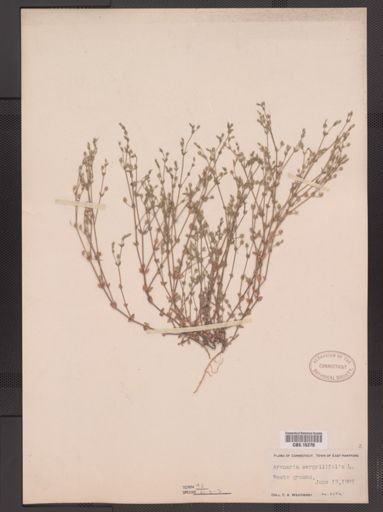 Arenaria serpyllifolia