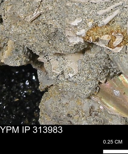 undet. Bivalvia