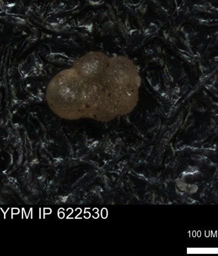 undet. Foraminiferida