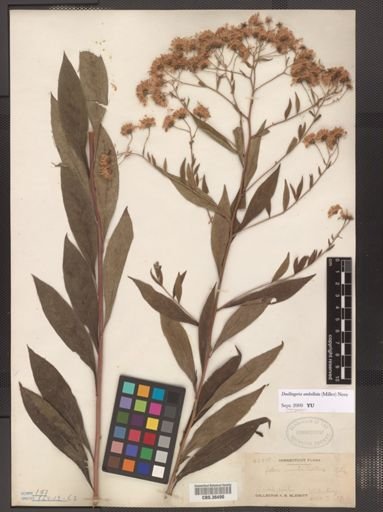 Doellingeria umbellata