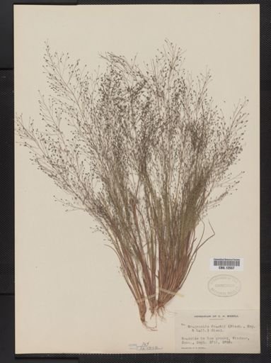 Eragrostis frankii