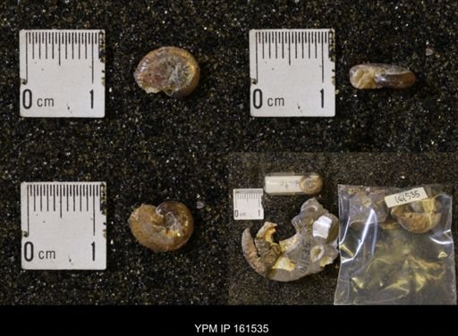 Discoscaphites conradi