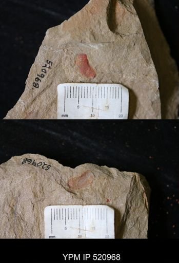 undet. Arthropoda