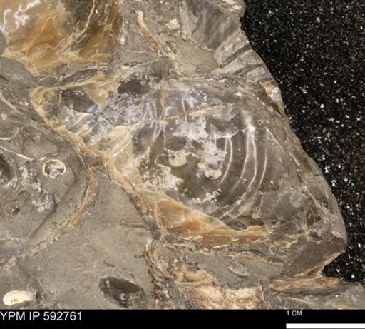 Inoceramus sp.