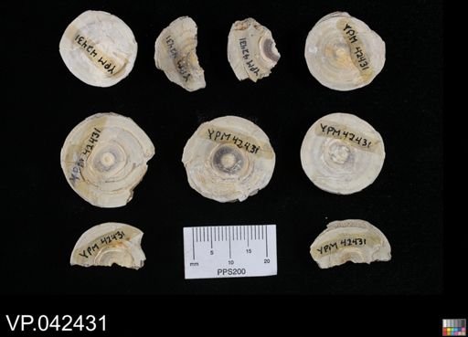 undet. Chondrichthyes