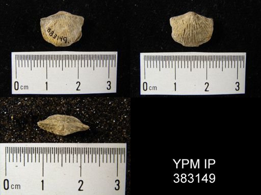 undet. Atrypida