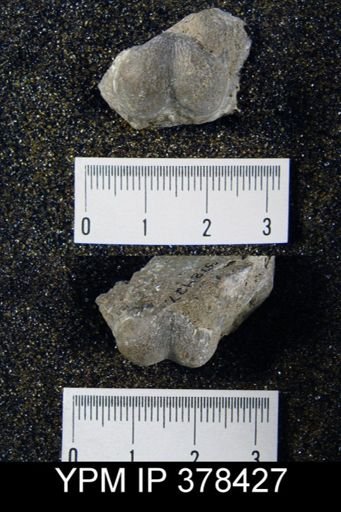 Marginifera wabashensis